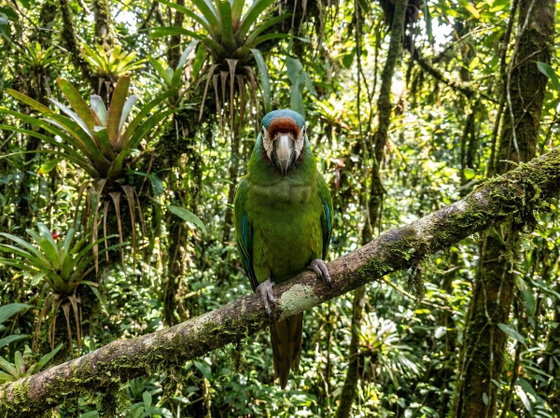 severe macaw