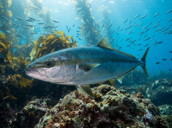 Japanese amberjack