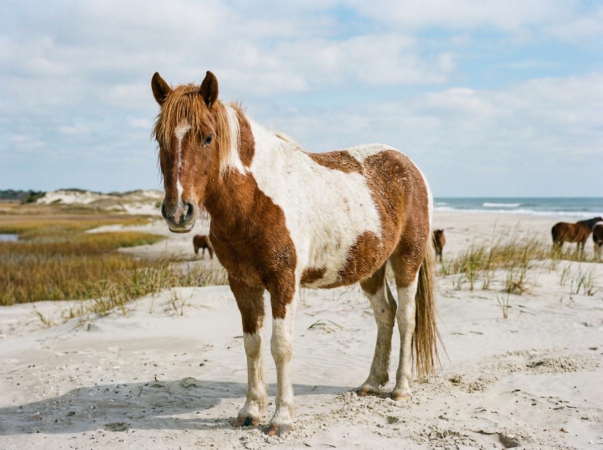 Assateague