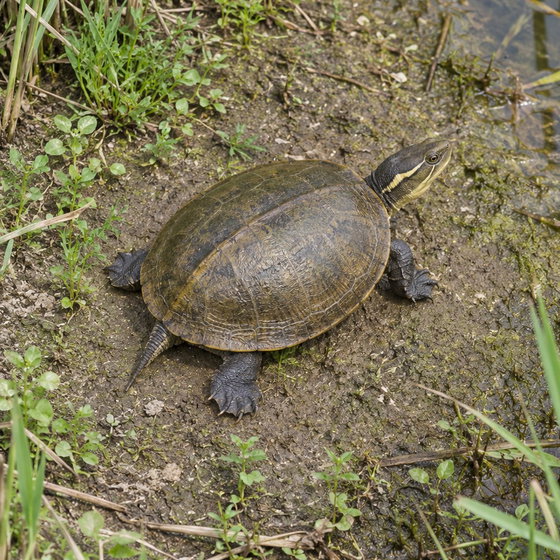 yellow pond turtle