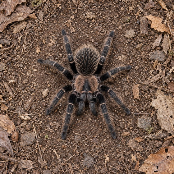 Mexican rose gray tarantula