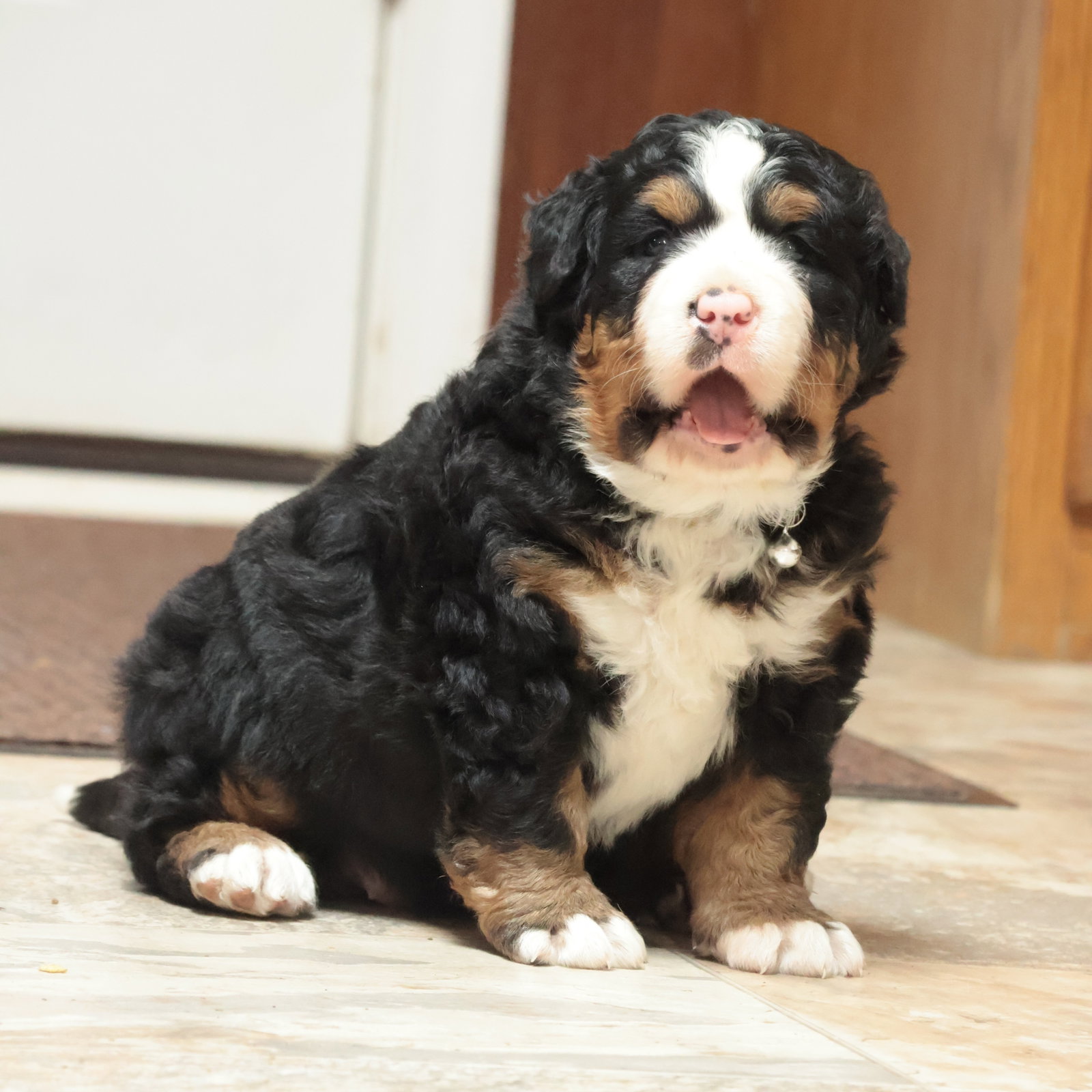 Scout