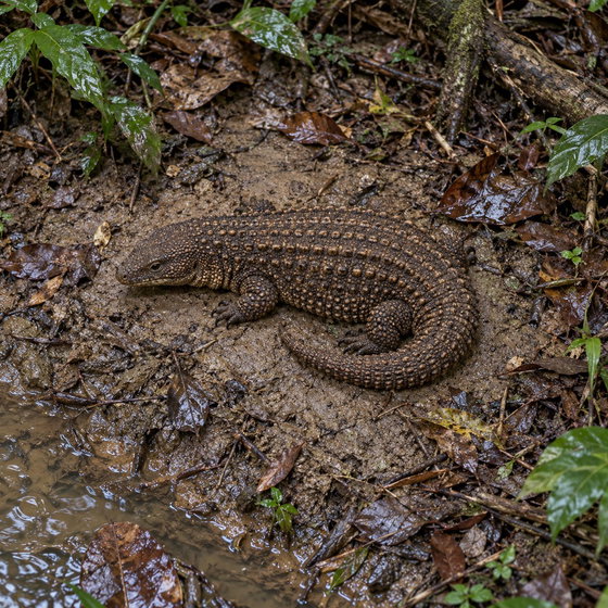 Borneo earless monitor