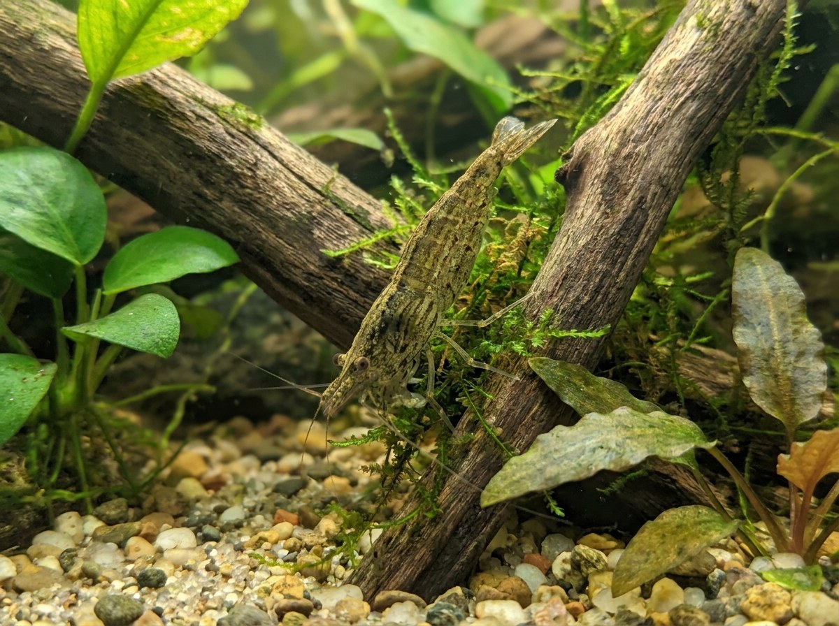 Wild Type