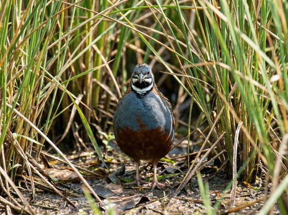 King Quail