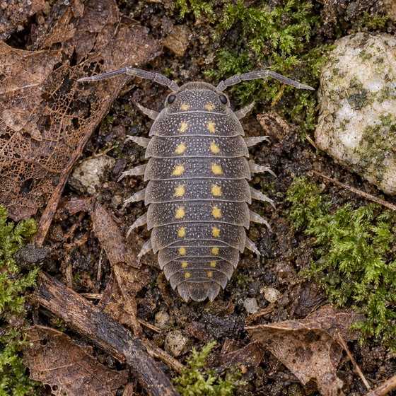 Armadillidium granulatum
