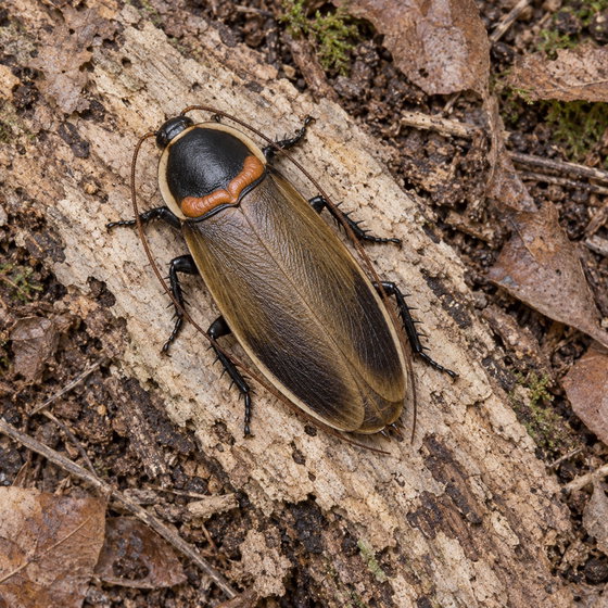 swole horned roach