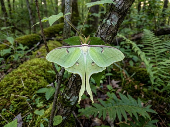 luna moth