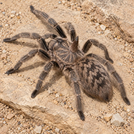 straight-horned baboon tarantula