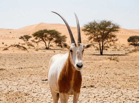 scimitar-horned oryx