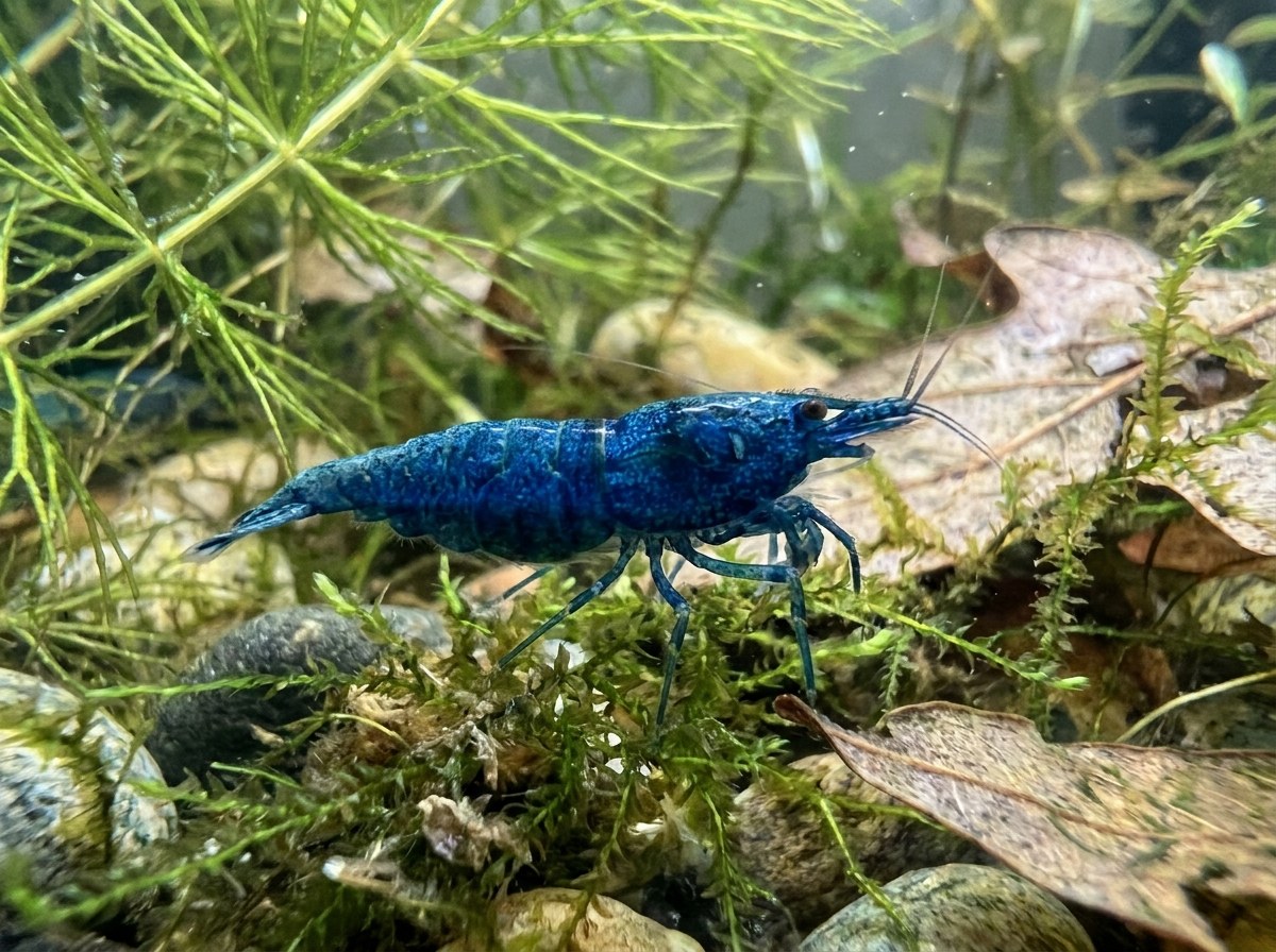 Blue Dream