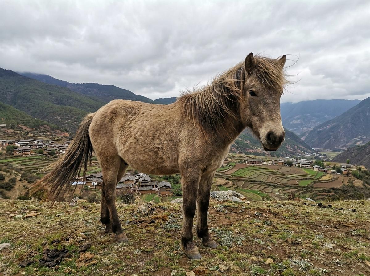 Lijiang Pony