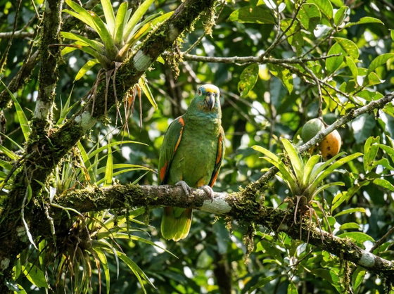 orange-winged amazon