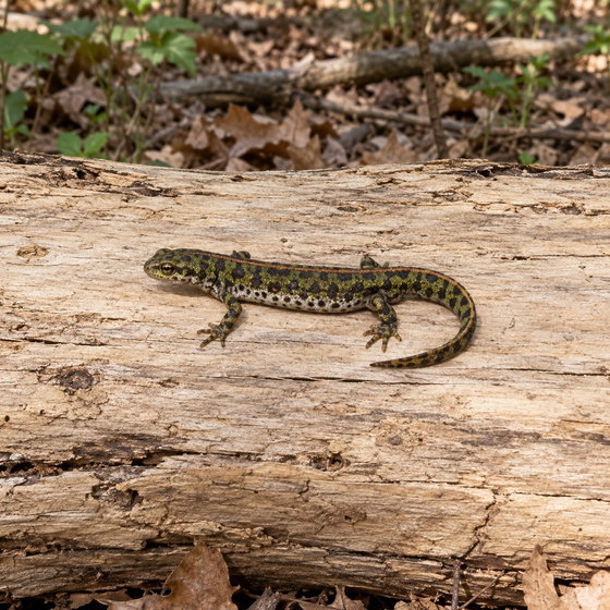 southern marbled newt
