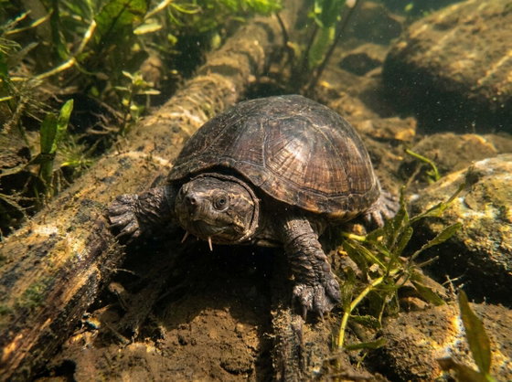 eastern musk turtle