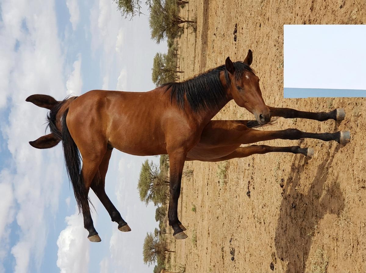 Dongola Horse