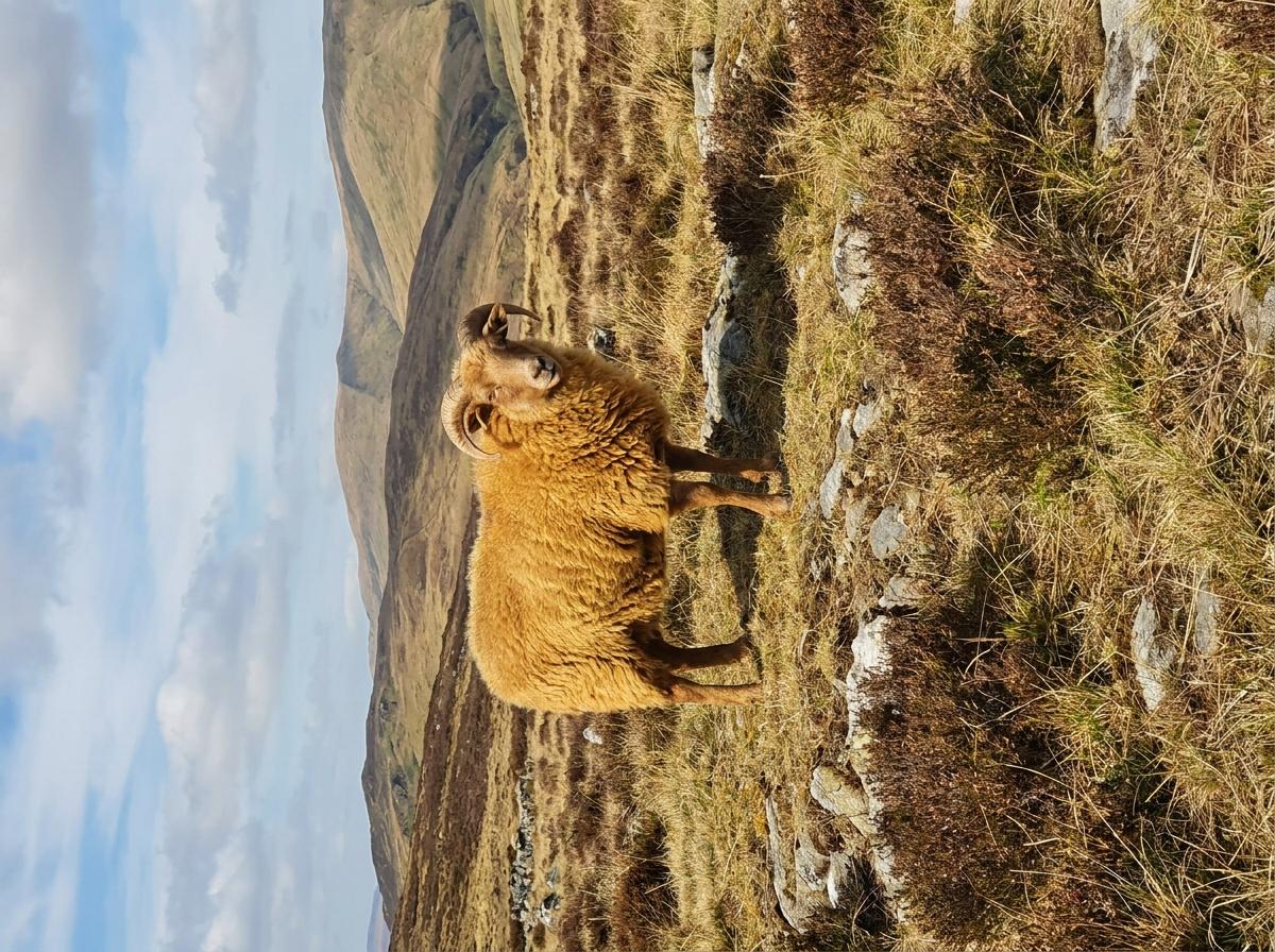 Yellow Sheep