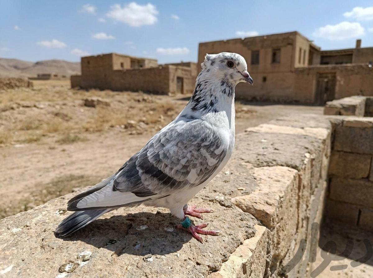 Taqlaji