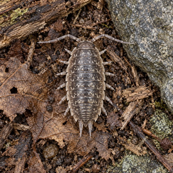 curly woodlouse