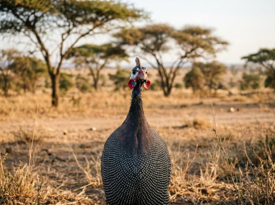 helmeted guineafowl