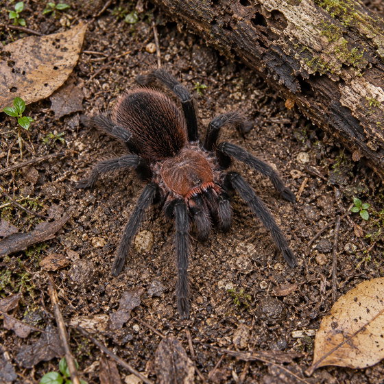 Trinidad pink tarantula