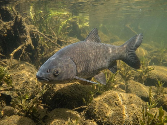 black carp
