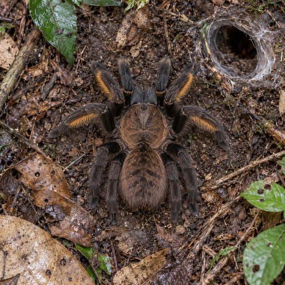 Thai golden fringe tarantula