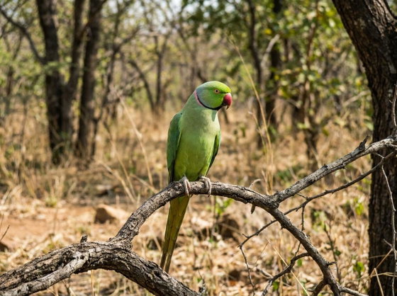 rose-ringed parakeet