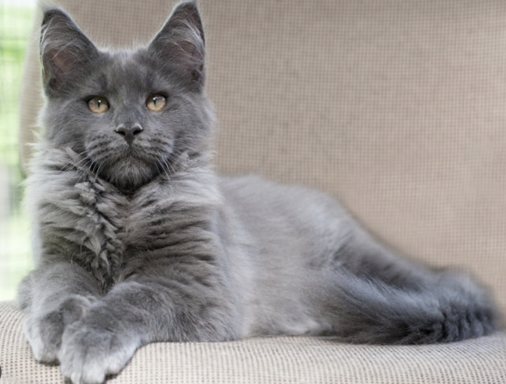 Blue Cat, photo 5