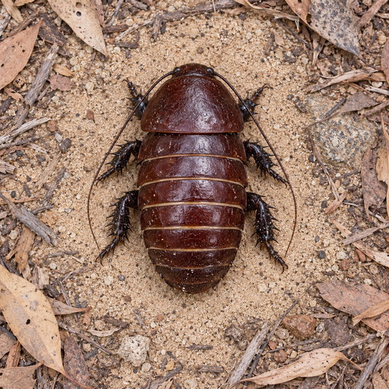 rhinoceros cockroach