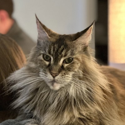 Siena profile picture