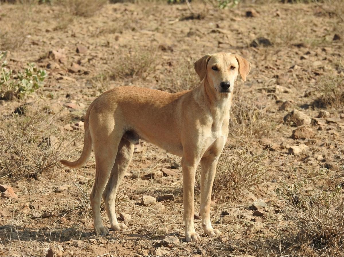 Banjara Hound
