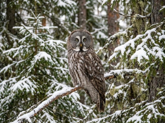 great gray owl