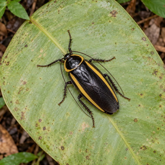 striped sun roach