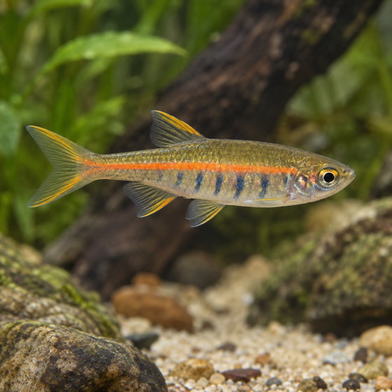 glowlight danio