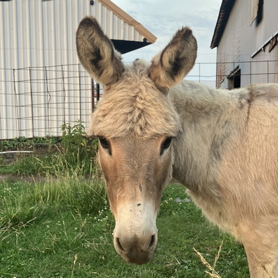 Millie profile picture