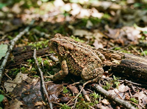 American toad