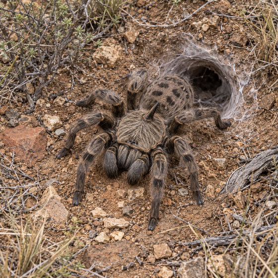 rear horned baboon tarantula