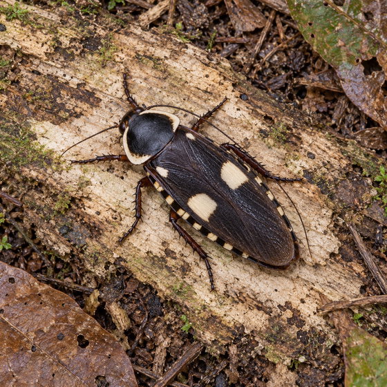 Taiwanese assassin mimic