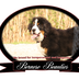 Bernese Beauties profile picture