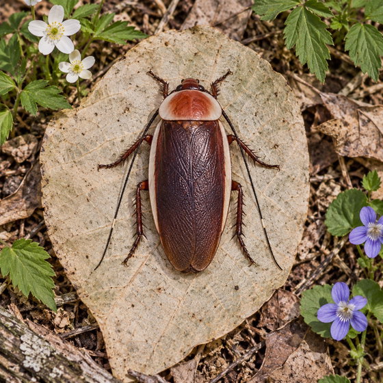 pale-bordered field cockroach