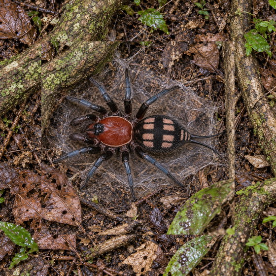 Blood red curtain web spider