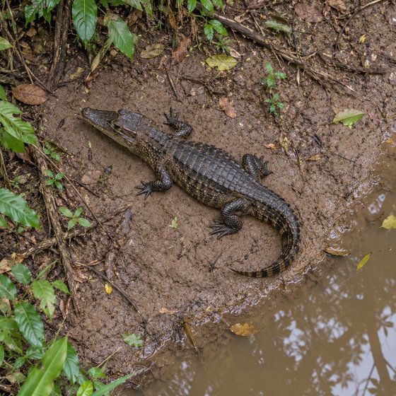 Schneider's smooth-fronted caiman