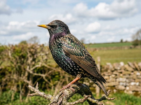European starling