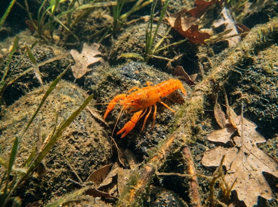 orange dwarf crayfish