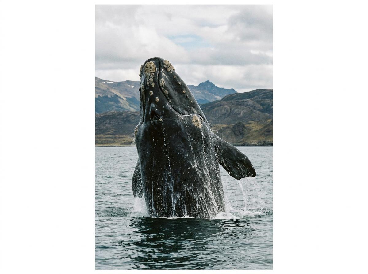 southern right whale