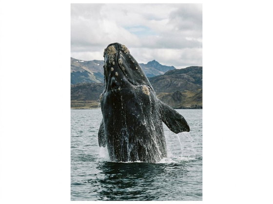 southern right whale
