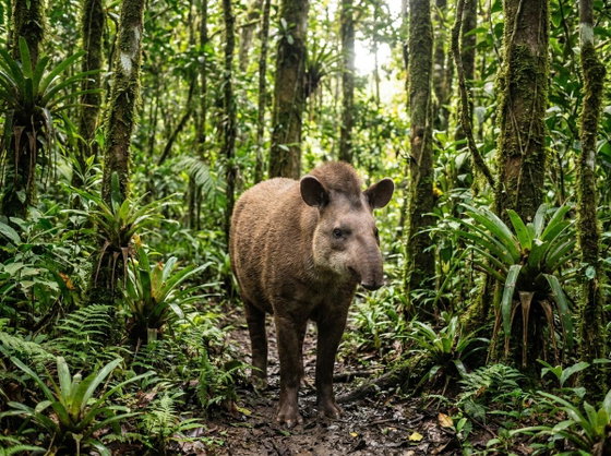lowland tapir