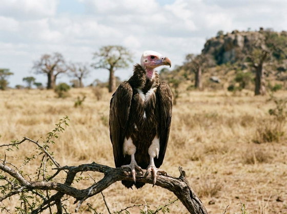 white-headed vulture