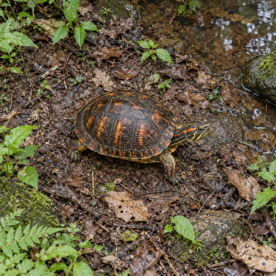 painted wood turtle